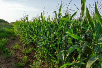 Lush green cornfield with tall stalks swaying gently in the breeze under a clear blue sky, showcasing the beauty of agricultural landscapes and nature's bounty