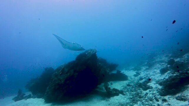Reef manta rays swimming at a coral reef cleaning station