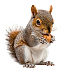 Obraz premium Squirrel is eating a nut
