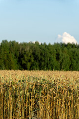 Golden wheat field stretches under a clear blue sky, with lush green trees in the background, showcasing the beauty of nature and agricultural abundance