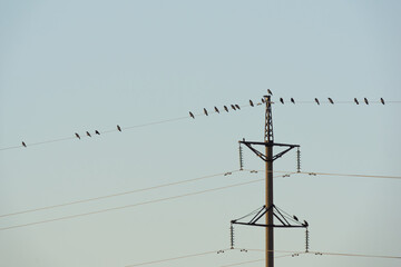 Flock of small birds perched on power lines against a clear sky, showcasing their natural behavior and interaction in an urban environment with electrical infrastructure