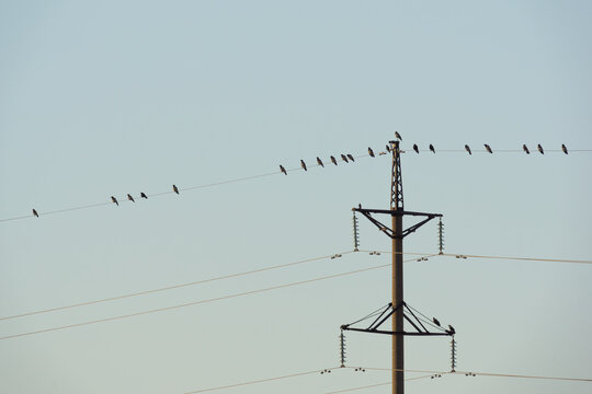 Flock of small birds perched on power lines against a clear sky, showcasing their natural behavior and interaction in an urban environment with electrical infrastructure