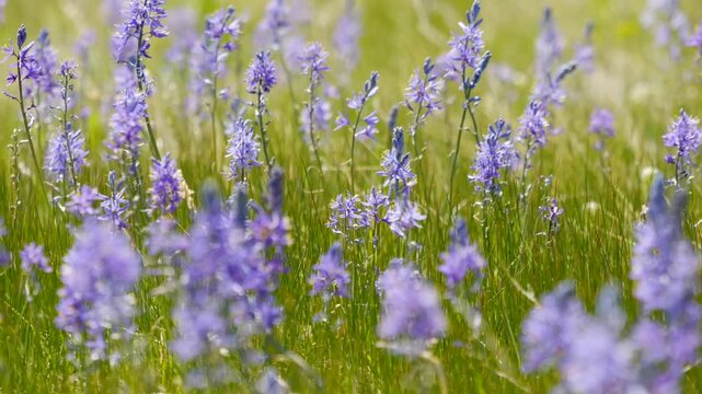 AGP_StockFootage_EasternOregon_CamasFlower_Nature_1