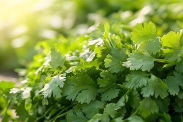 the image shows a close up of fresh leafy green herbs