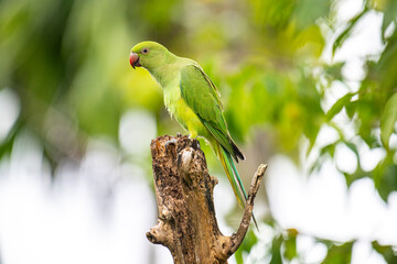 This photograph features a vibrant green Rose-ringed Parakeet perched on a weathered tree stump. Its striking red beak and slender tail feathers stand out against a soft, green, and blurred forest.