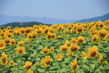 Obraz premium ひまわり畑