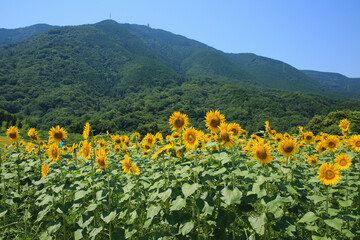 Fototapeta premium ひまわり畑