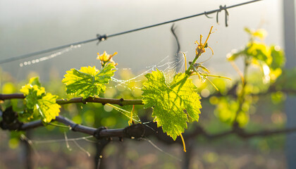Grape vine leaves clinging to wire morning dew highlights new spring growth
