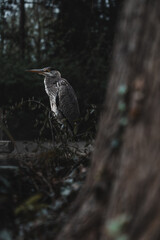 A heron in the forest, side light draws the structure of the feathers. A timeless scene for the themes of ornithology, peace, concentration and wetland conservation.