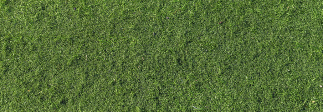 Natural grass texture with rough surface, panoramic view