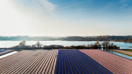 Landscape with strips of flowering fields by the lake under the blue sky. Spring energy, travel, sustainable agriculture, place for text in the sky.