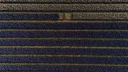 Abstract pattern from an aerial view: stripes of purple and light flowers form a rhythm of dots. Great as a background, pattern, concept of order and data.