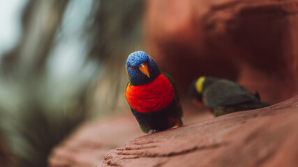 Rainbow of feathers: mountain lory on red rock, vibrant colors and soft bokeh. Suitable for exotic, joy, brand colors, editorial and travel themes.