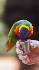 Hand-feeding a loris with a small cup. Authentic human-animal interaction, emotions, education and family experience; perfect for zoo campaigns and leisure activities.