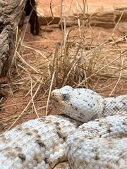 Obraz premium White snake in nest close up 