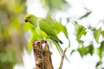 This photograph features a vibrant green Rose-ringed Parakeet perched on a weathered tree stump. Its striking red beak and slender tail feathers stand out against a soft, green, and blurred forest.