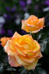 Orange roses in the garden. A large rose flower. A bright orange rosebud.