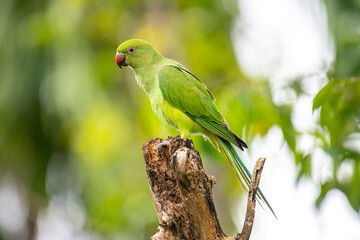 This photograph features a vibrant green Rose-ringed Parakeet perched on a weathered tree stump. Its striking red beak and slender tail feathers stand out against a soft, green, and blurred forest.