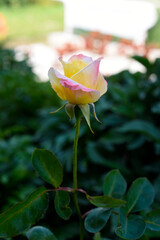 A small rose flower on a green bush. A light yellow rose flower.