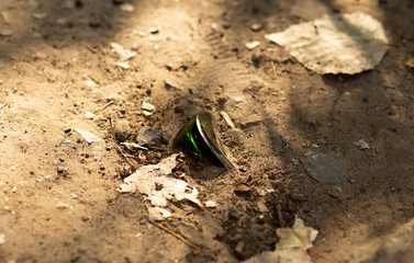 Close-up of a green glass shard on soil. A reminder of the importance of recycling and proper glass waste management.
