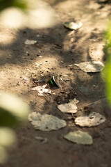A piece of broken glass lying on the ground in a natural area. Improper waste disposal harms the environment and poses danger to people and animals.