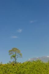 Obraz premium A solitary tree standing tall against a bright blue sky. The leaves of the tree are lush and green, contrasting with the clear sky