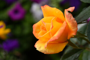 Orange roses in the garden. A large rose flower. A bright orange rosebud.