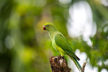 This photograph features a vibrant green Rose-ringed Parakeet perched on a weathered tree stump. Its striking red beak and slender tail feathers stand out against a soft, green, and blurred forest.