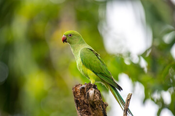 This photograph features a vibrant green Rose-ringed Parakeet perched on a weathered tree stump. Its striking red beak and slender tail feathers stand out against a soft, green, and blurred forest.