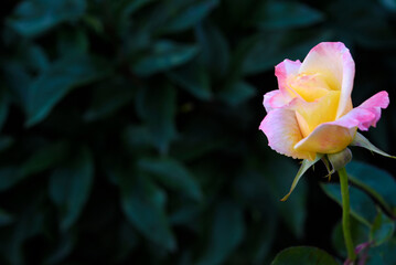A small rose flower on a green bush. A light yellow rose flower.