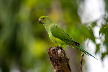 This photograph features a vibrant green Rose-ringed Parakeet perched on a weathered tree stump. Its striking red beak and slender tail feathers stand out against a soft, green, and blurred forest.