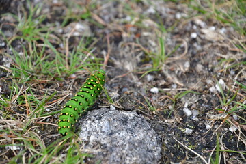 Caterpillar of Emperor Moth, Brandon Hill, Co. Kilkenny, Ireland