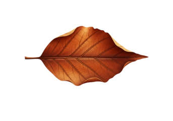 A detailed close-up view of a dried, intricately veined leaf, set against a stark black backdrop.