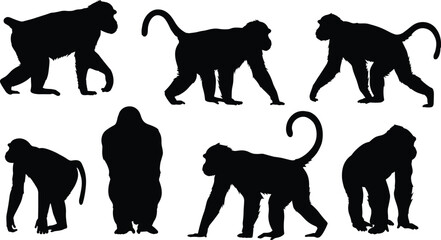 Monkey silhouettes vector collection, wild animal primate illustration, walking and standing monkey shapes, gorilla and monkey shadow figures, wildlife vector art  Keywords: © Masum Creatives