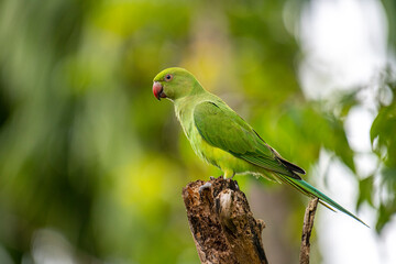 This photograph features a vibrant green Rose-ringed Parakeet perched on a weathered tree stump. Its striking red beak and slender tail feathers stand out against a soft, green, and blurred forest.