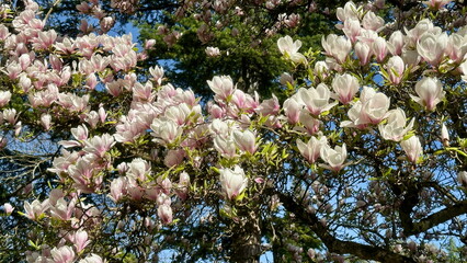 Magnolia Tree in Late Spring with Clusters of Blossoms, Germany
