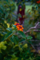 Fresh floral photography perfect for seasonal greeting cards.
