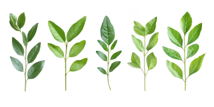 Five green leafy twigs isolated on transparent png background