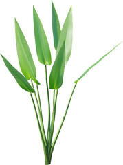 leaf, plant, dill, isolated, herb, branch, nature, food, white, tree, spice, fresh, ingredient, rosemary, fennel, twig, vegetable, herbal, seasoning, healthy, grass, bamboo, green, closeup, pine, flow