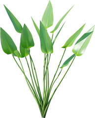 leaf, plant, dill, isolated, herb, branch, nature, food, white, tree, spice, fresh, ingredient, rosemary, fennel, twig, vegetable, herbal, seasoning, healthy, grass, bamboo, green, closeup, pine, flow