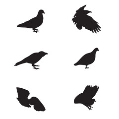  Black and white silhouette dove crow isolated