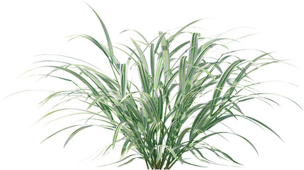 leaf, plant, dill, isolated, herb, branch, nature, food, white, tree, spice, fresh, ingredient, rosemary, fennel, twig, vegetable, herbal, seasoning, healthy, grass, bamboo, green, closeup, pine, flow