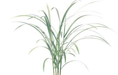 leaf, plant, dill, isolated, herb, branch, nature, food, white, tree, spice, fresh, ingredient, rosemary, fennel, twig, vegetable, herbal, seasoning, healthy, grass, bamboo, green, closeup, pine, flow