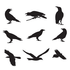 Set of raven silhouettes isolated on white background. Vector illustration