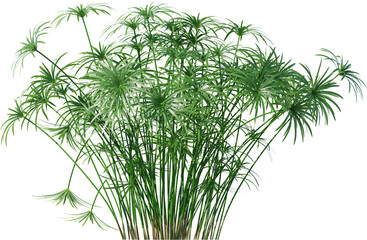 leaf, plant, dill, isolated, herb, branch, nature, food, white, tree, spice, fresh, ingredient, rosemary, fennel, twig, vegetable, herbal, seasoning, healthy, grass, bamboo, green, closeup, pine, flow