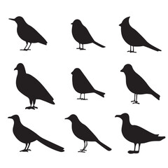 Big set of city birds silhouettes isolated on white