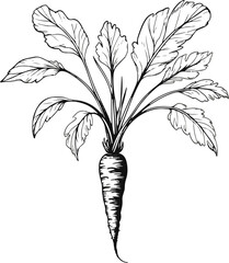 Organic carrot vector set, simple black ink line art, root vegetable with leaves, minimalistic botanical illustration, perfect for packaging design 3