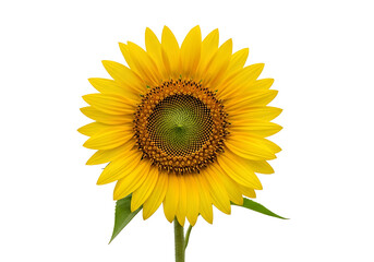 Obraz premium A vibrant sunflower blossoms, radiant in its rich yellow petals, set against a striking black background.