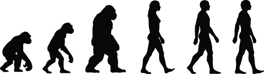 Evolution of humans from ape to modern man, including bigfoot stage, scientific silhouette illustration of walking progression, anthropology biology vector art