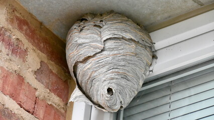 Wasp Nest in the Corner of a Building in Germany